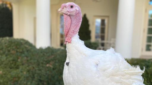 Butter stands to meet President Trump in the Rose Garden for the National Thanksgiving Turkey Presentation.