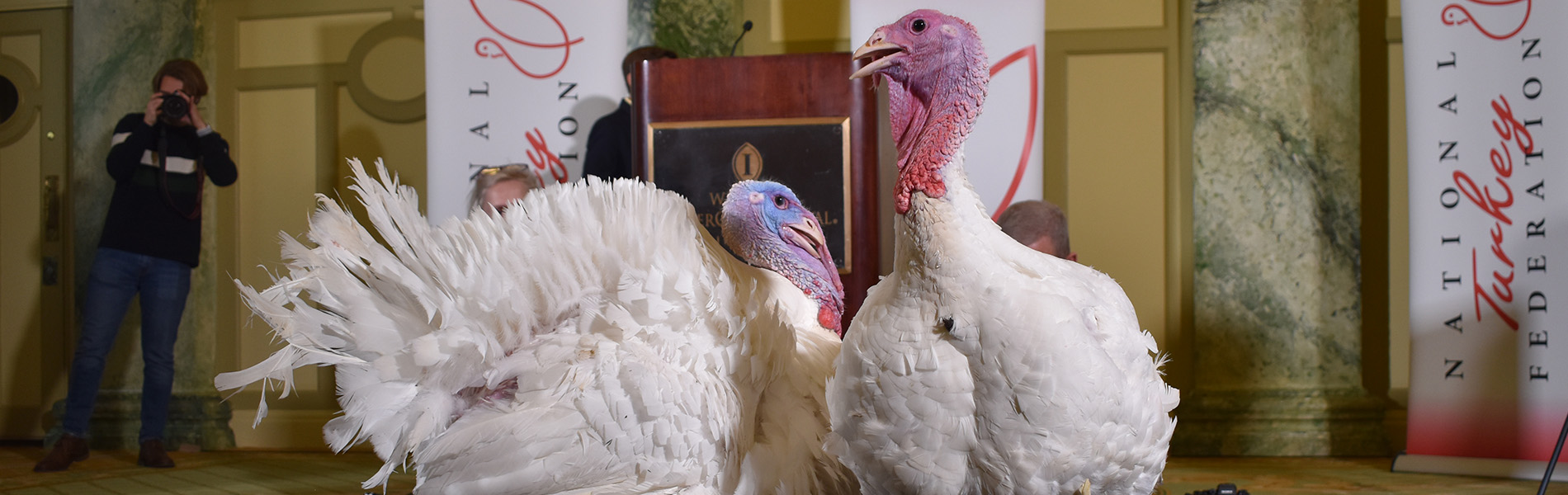 Bread and Butter Turkeys Hero