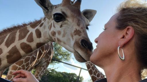Giraffe leaning over to greet a woman