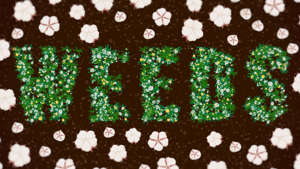 Play Video: Cotton ‘Phosphite vs. Phosphate’