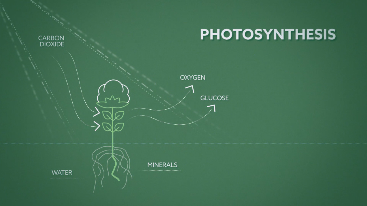 Play Video: Cotton Inc. Sustainability FAQs: CO2