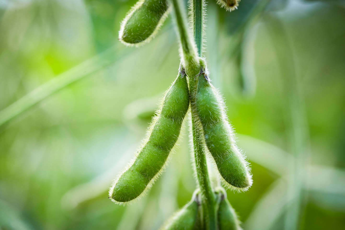 Grown across a wide geography within the United States, Benson Hill’s non-GMO soybean product line combines superior nutritional qualities and oil content with highly competitive yields, offering benefits from seed-to-shelf.