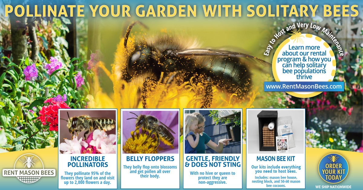 Infographic about solitary bees and pollination