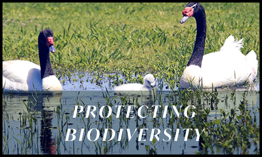 Protecting Biodiversity