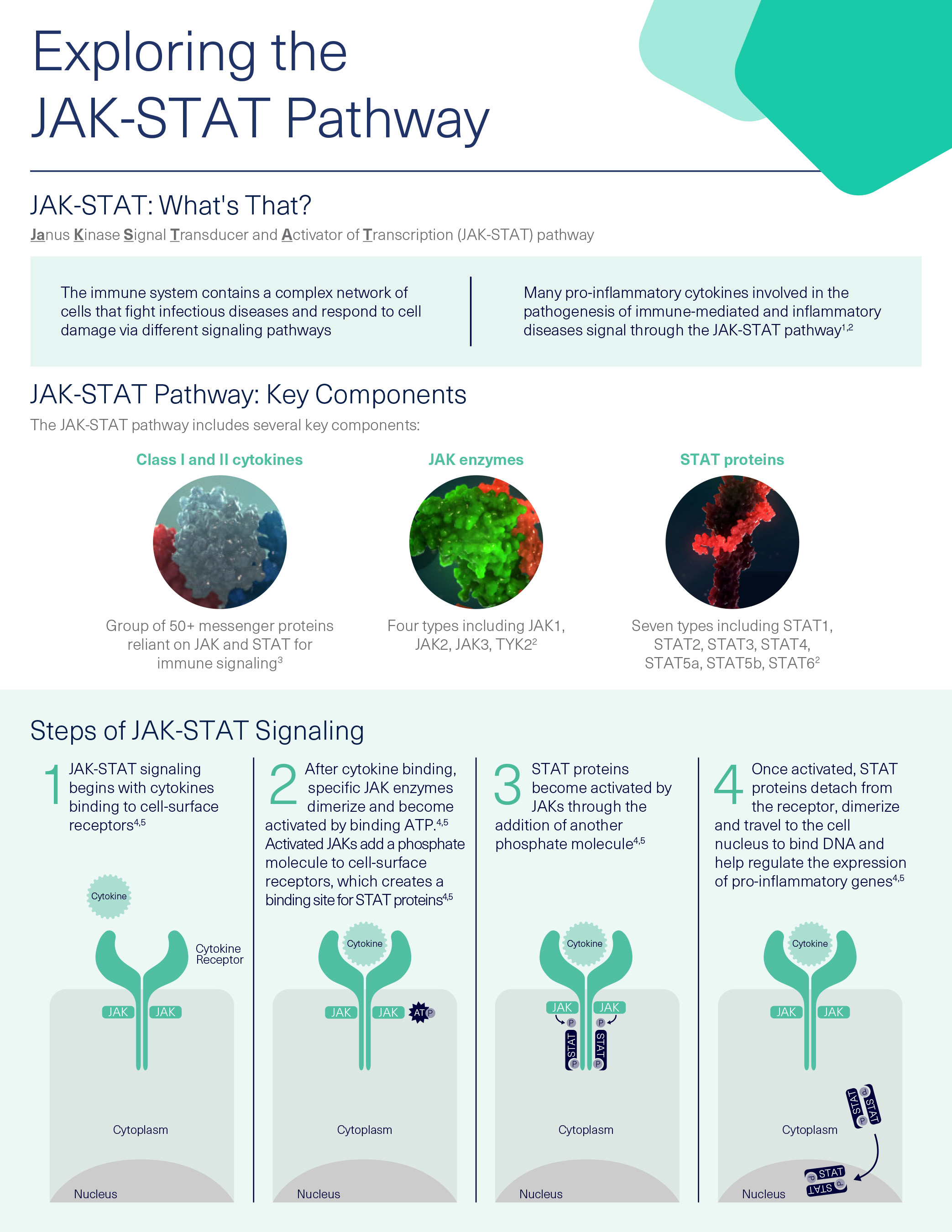 JAK-STAT Pathway Fact Sheet
