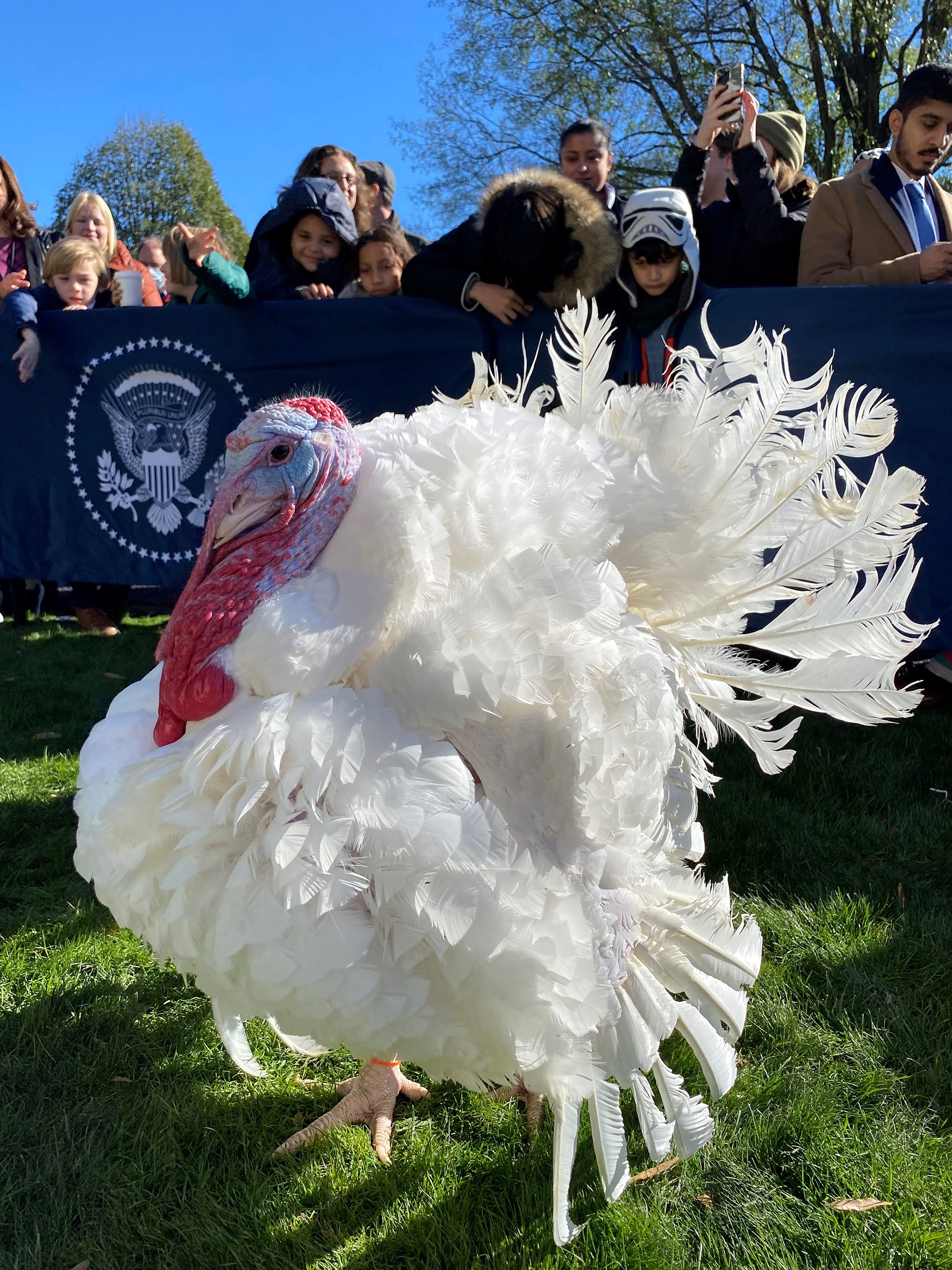 Chocolate, the National Thanksgiving Turkey, strutted his stuff for the kids in attendance!