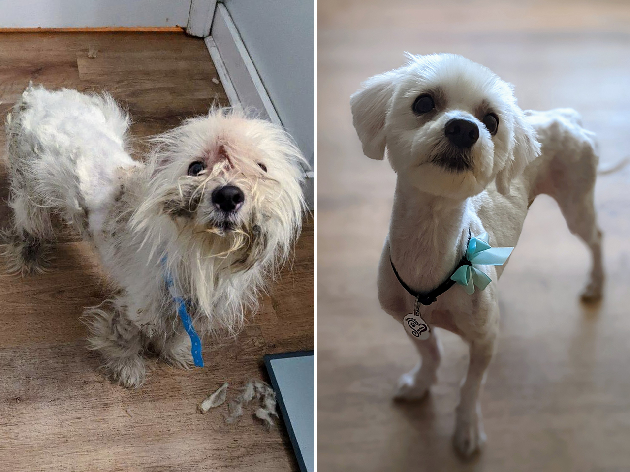 Louie was found underweight, covered in fleas and severely matted. After his grooming his appearance finally matched his personality, and he won the hearts of a forever family.