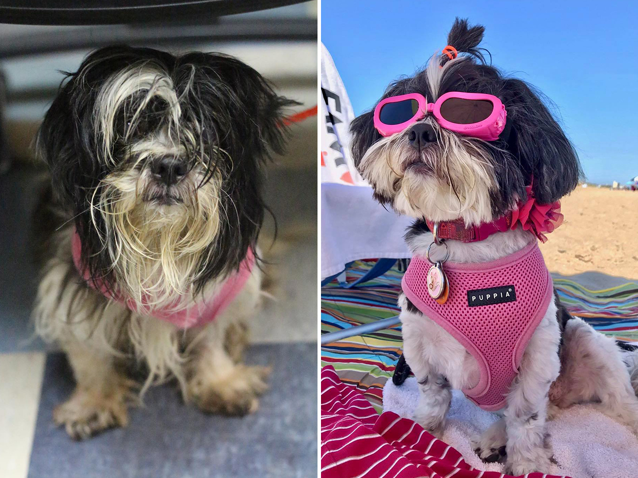Lucy was underweight and covered in matted fur. After being rescued and groomed, she flourished. Lucy finally found her happily ever after in a loving home, and she spreads joy wherever she goes.