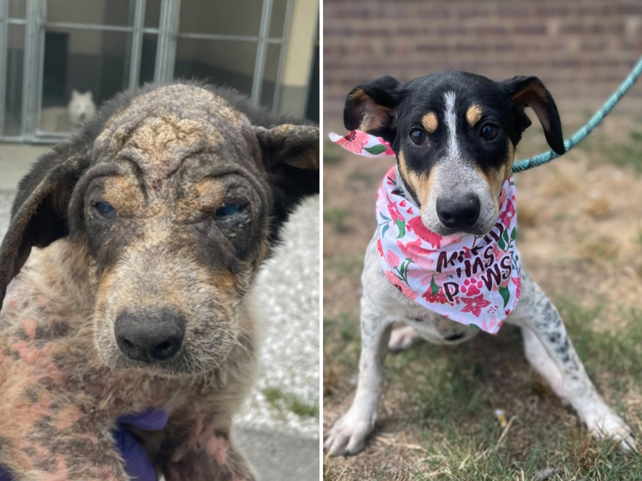 Zen was rescued from a hoarding case. After grooming care, the 6-month-old pup went from sick to spunky in no time. As her name implies, she is a happy and relaxed girl ready for her forever home.