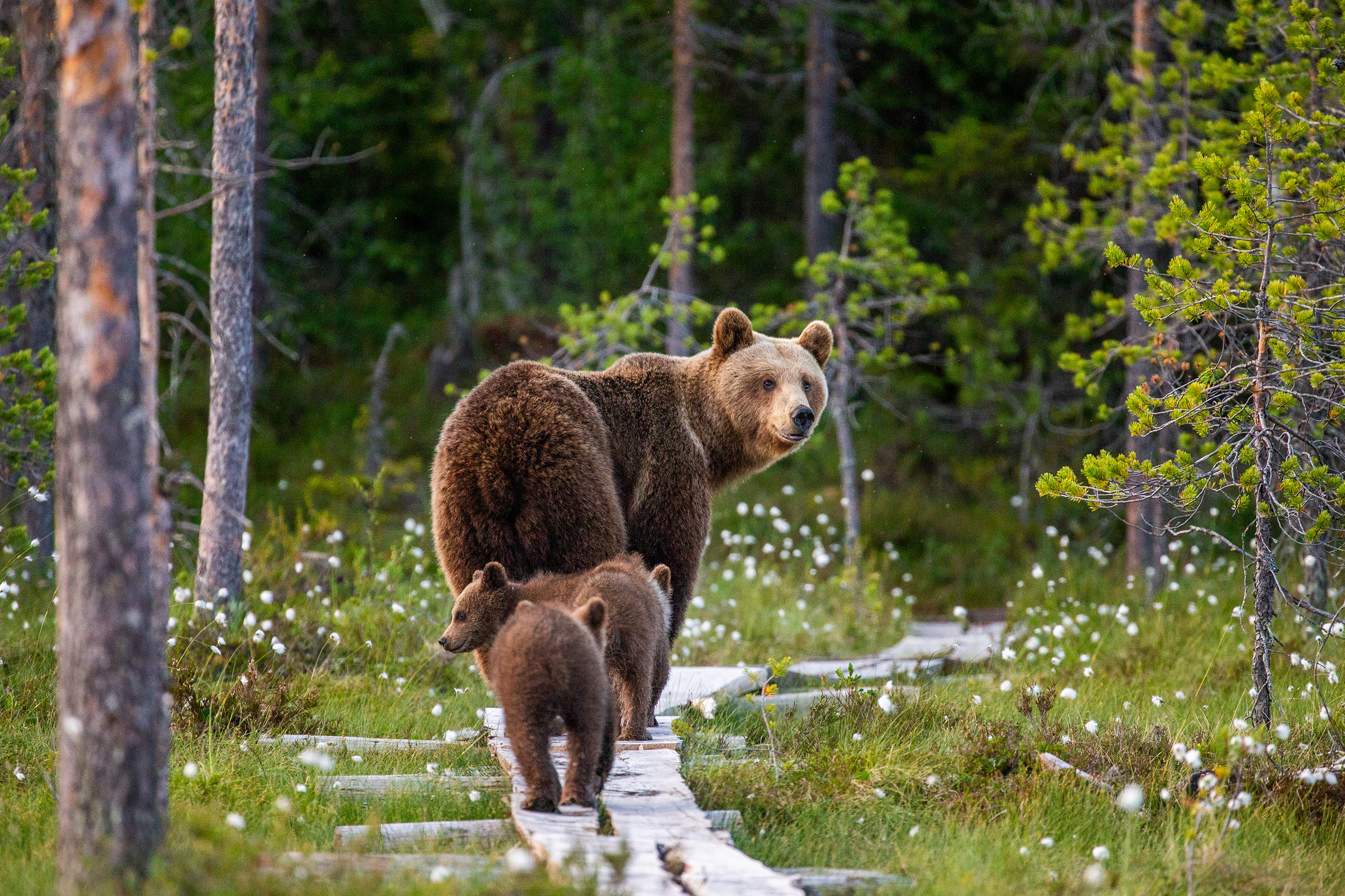 With the most shore excursions featuring a wildlife and wilderness encounter, Holland America Line offers nearly 180 tours to see species of all kinds, including bears.