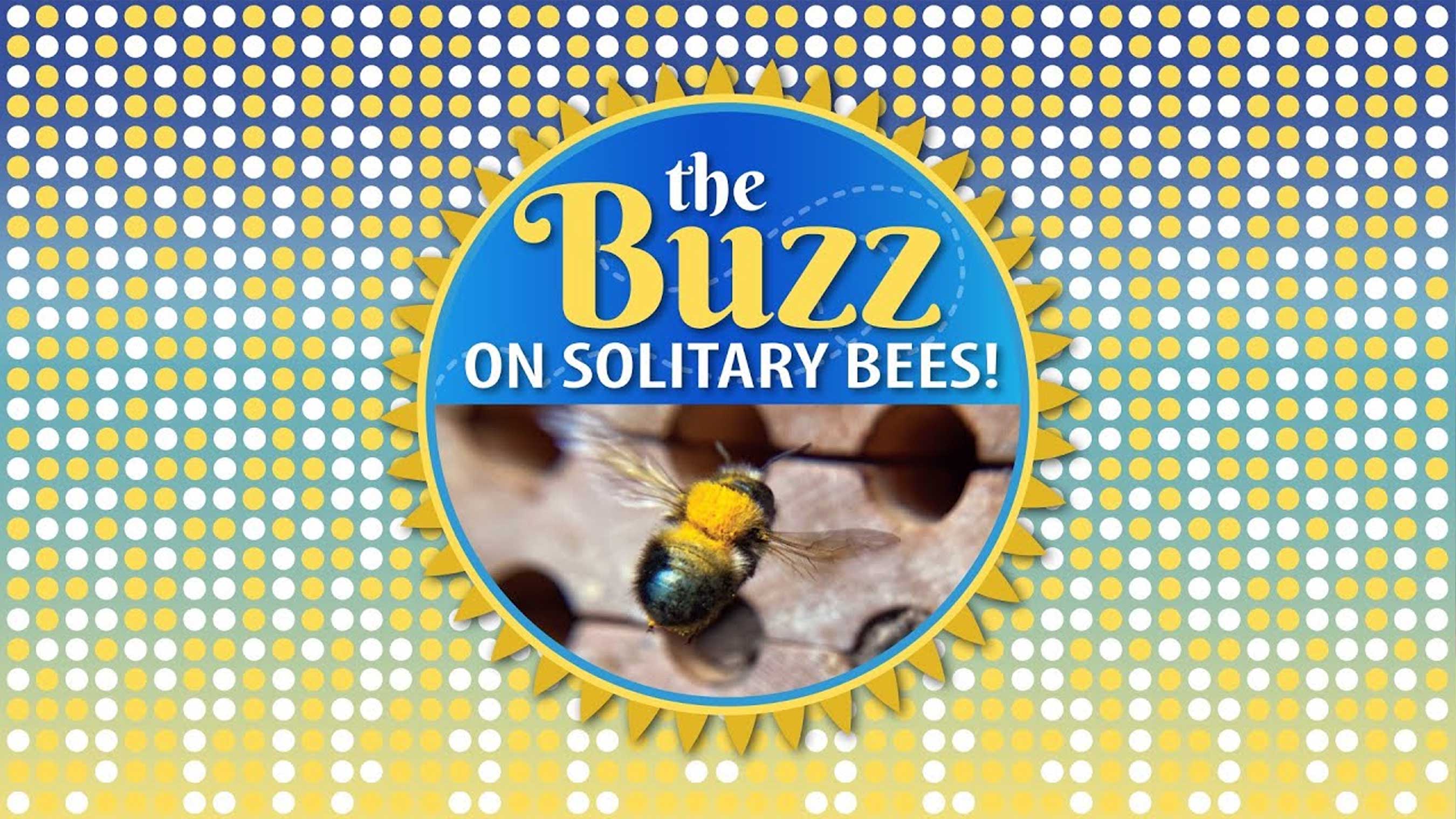 Learn more about solitary bees!
