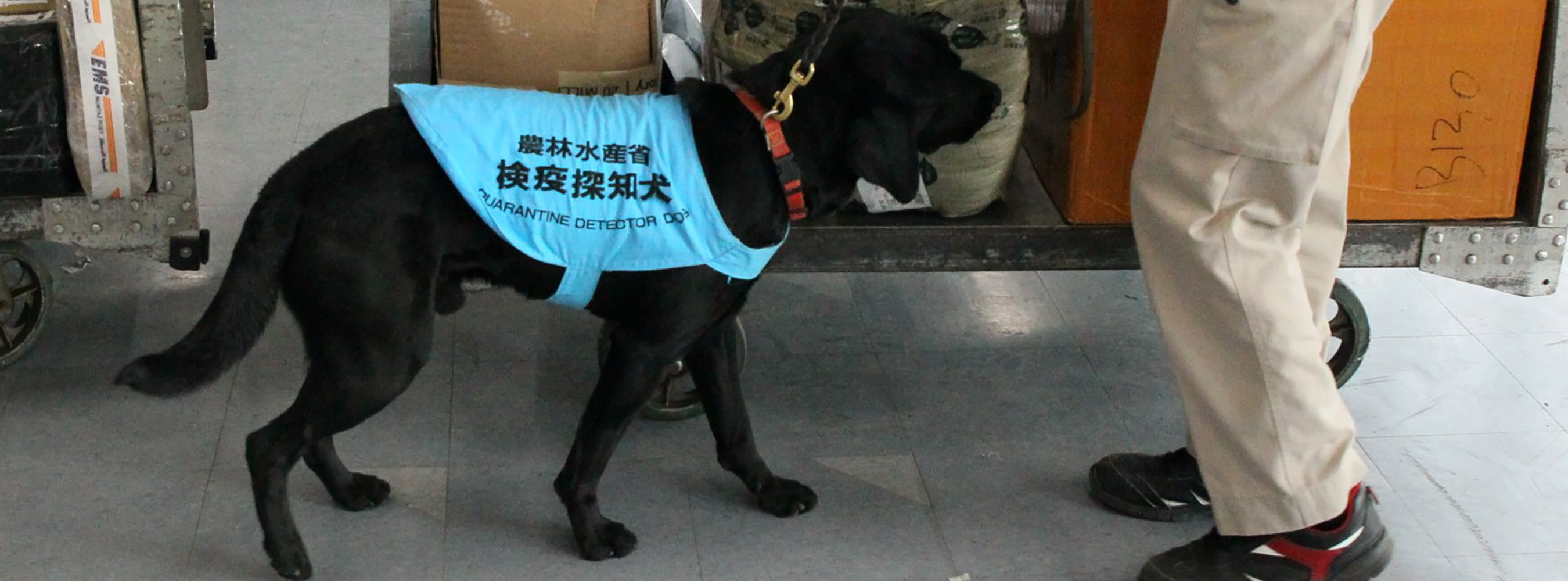 在国际邮局对肉制品和水果等进行检测的动植物检疫探测犬。