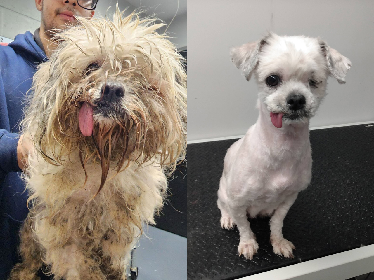 Fluffy was abandoned in an apartment in Allentown, PA, and discovered in deplorable condition. She was filthy and matted when the police brought her into the shelter. A full groom revealed her to be a beautiful one-eyed girl with a permanently outstretched tongue. Several weeks after arriving at the shelter, Fluffy was adopted by a loving family.