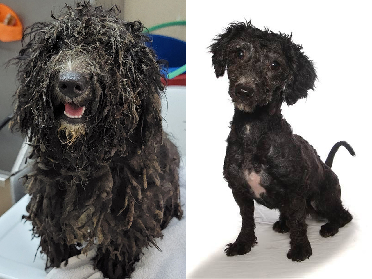 Jamie, rescued from a severe hoarding and neglect situation in Oakland Park, FL, has undergone a remarkable transformation after a grooming and bath, and she is now eagerly awaiting adoption to join a loving family as a clean and thriving puppy.