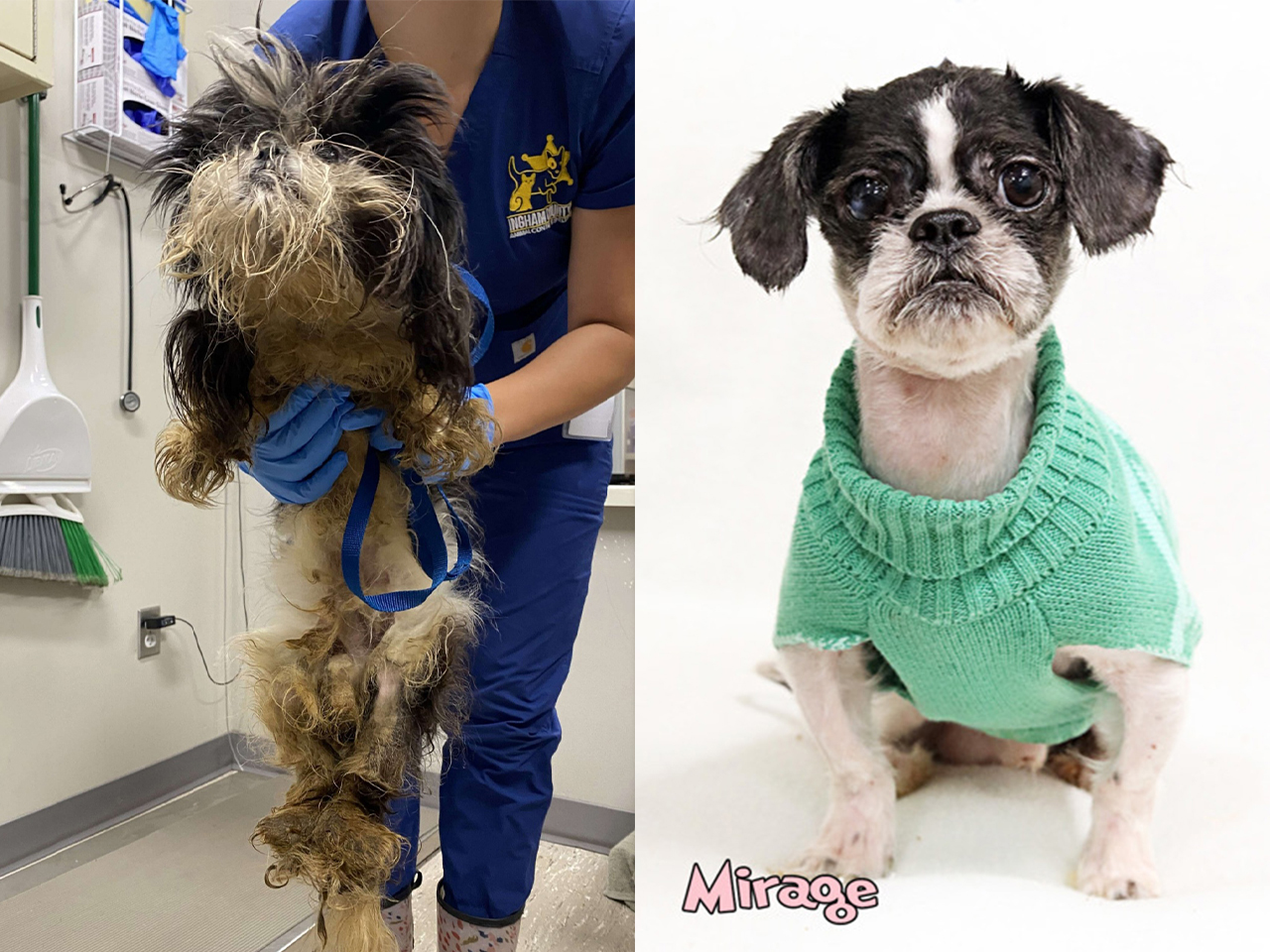 Mirage arrived at her shelter in Mason, MI, as a severely matted little Shih Tzu. The shelter staff used fear-free grooming techniques to ensure Mirage's experience was as stress-free as possible. And after shaving him down, they discovered an emaciated little guy with injuries to his eyes from the mats and burns on his feet from urine. Despite everything, he’s a happy pup who absolutely loves people. Not surprisingly, Mirage was quickly adopted and is happily living in his forever home.