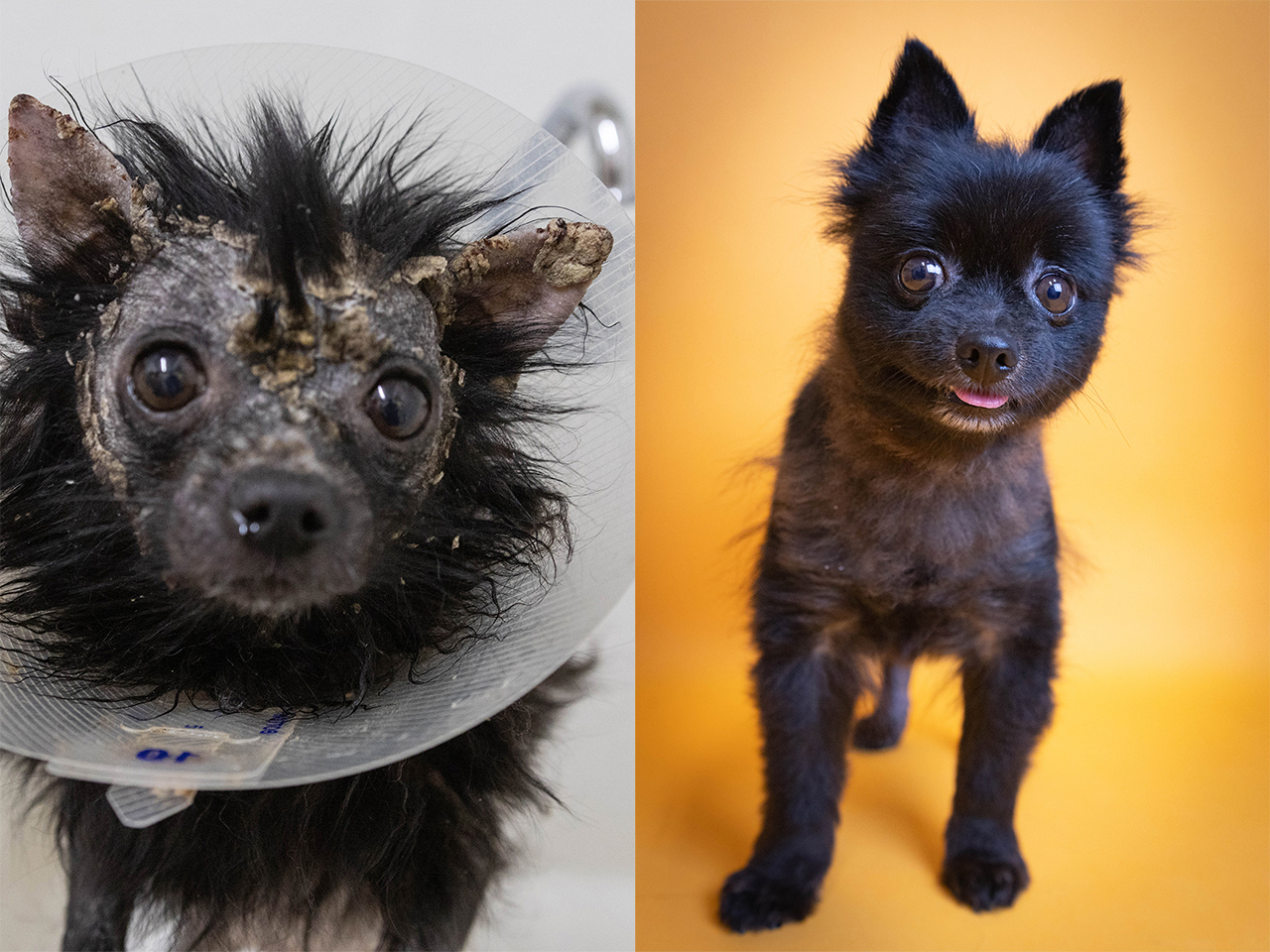 Scar was spotted in a social media post about a severely scabies-infested dog by a Fresno, CA, area shelter staff member. Initially unrecognizable due to his condition, it was determined Scar was a small Pomeranian mix. Rescuers suspect he contracted a disease from previous living conditions, but after receiving medication and baths his rash healed. As his skin health improved, so did his demeanor — today Scar is a completely new dog.