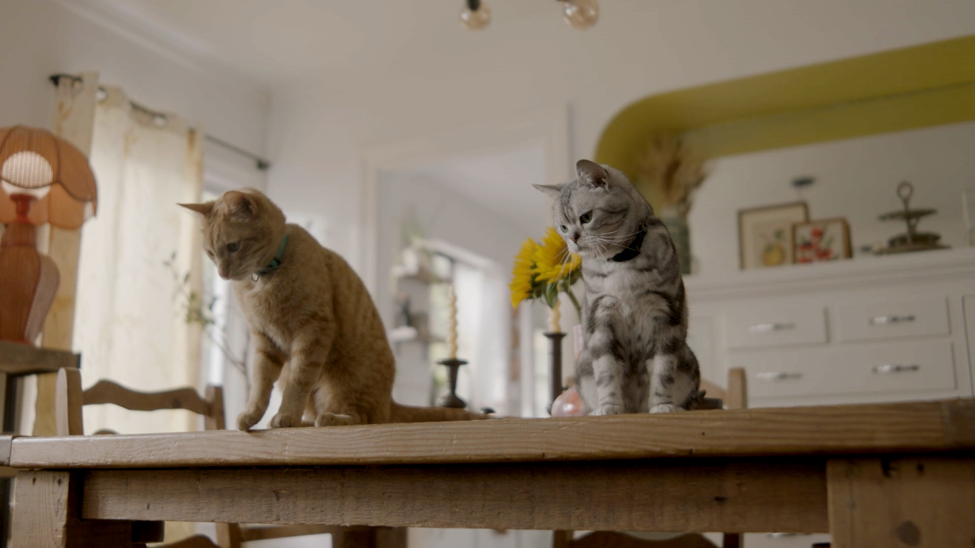 Cats on table