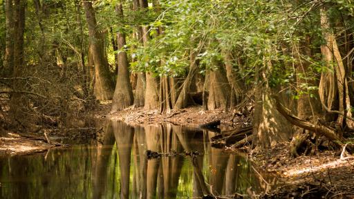 Trees along Congaree river