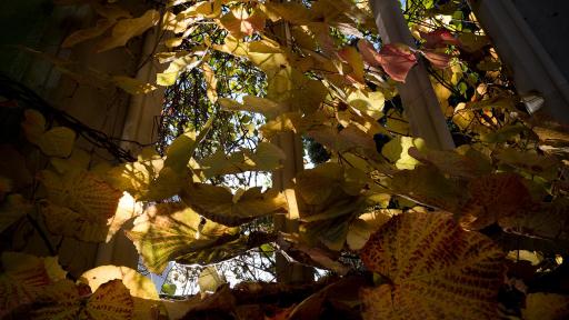 Image of yellow leaves