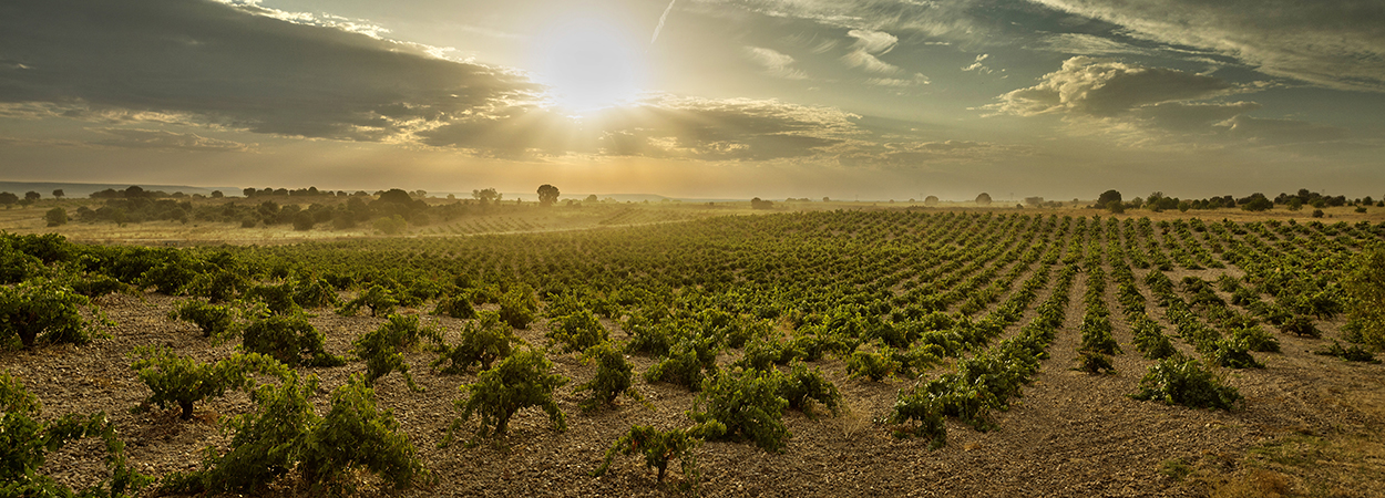 Bodega Numanthia vineyards
