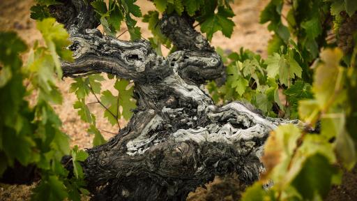 Bodega Numanthia bush vines