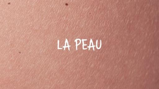 Infographie – La peau