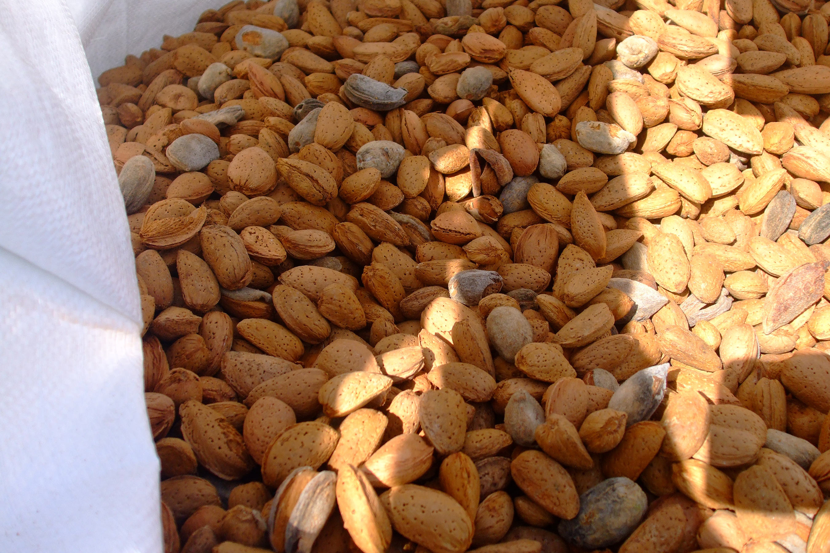 Amandes en coque après la récolte sur les arbres