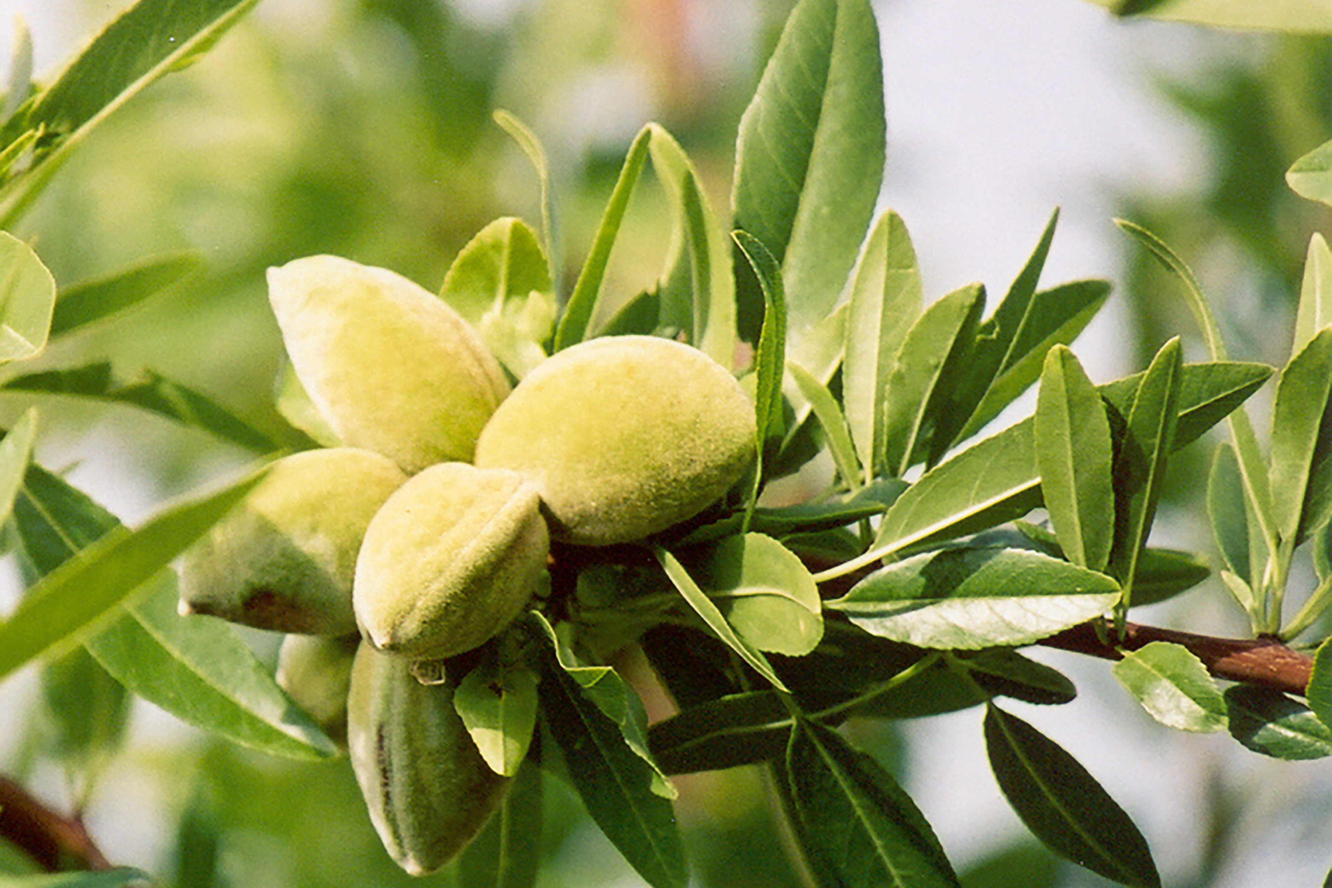 Amandes sur l'arbre