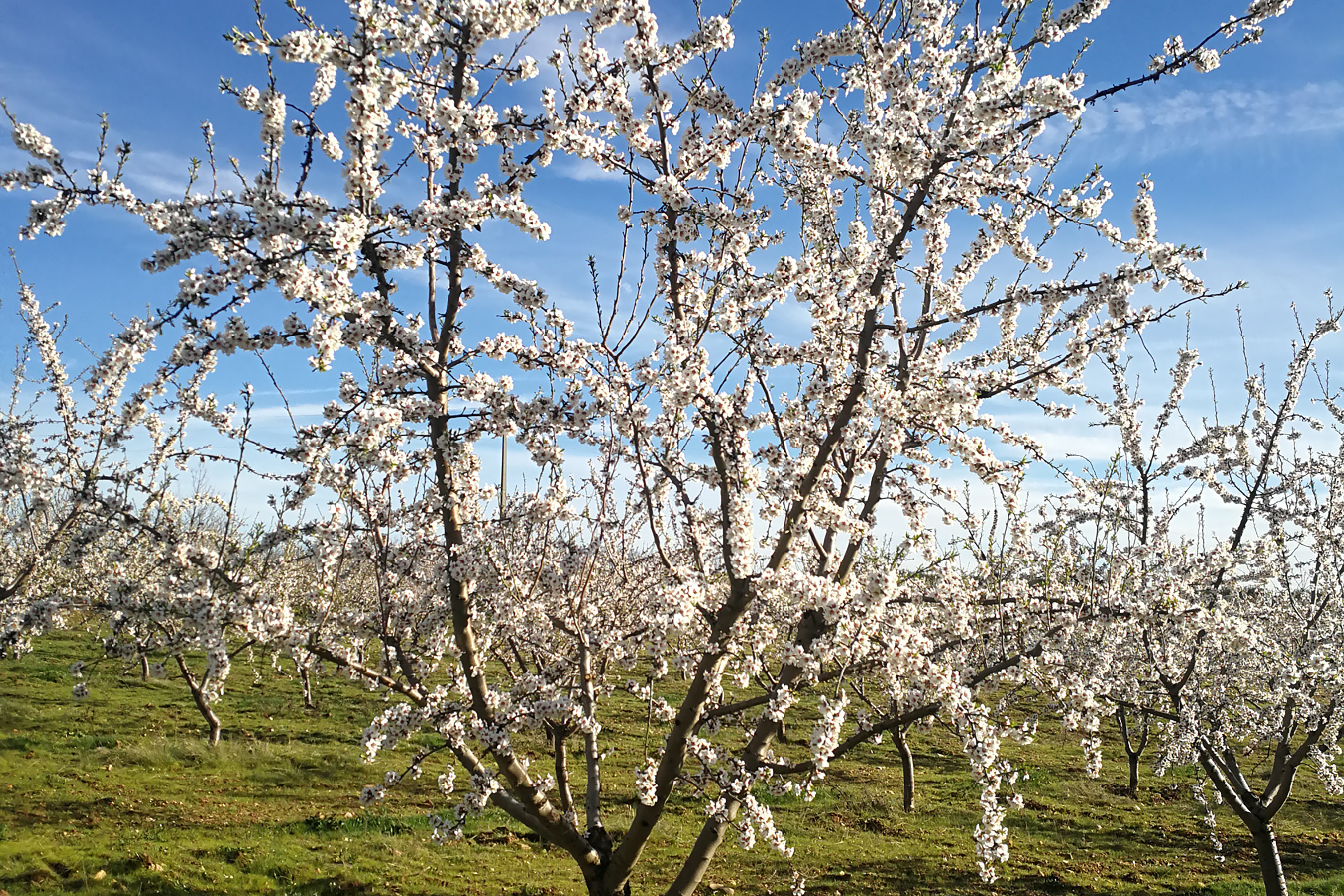 Amandiers en fleurs