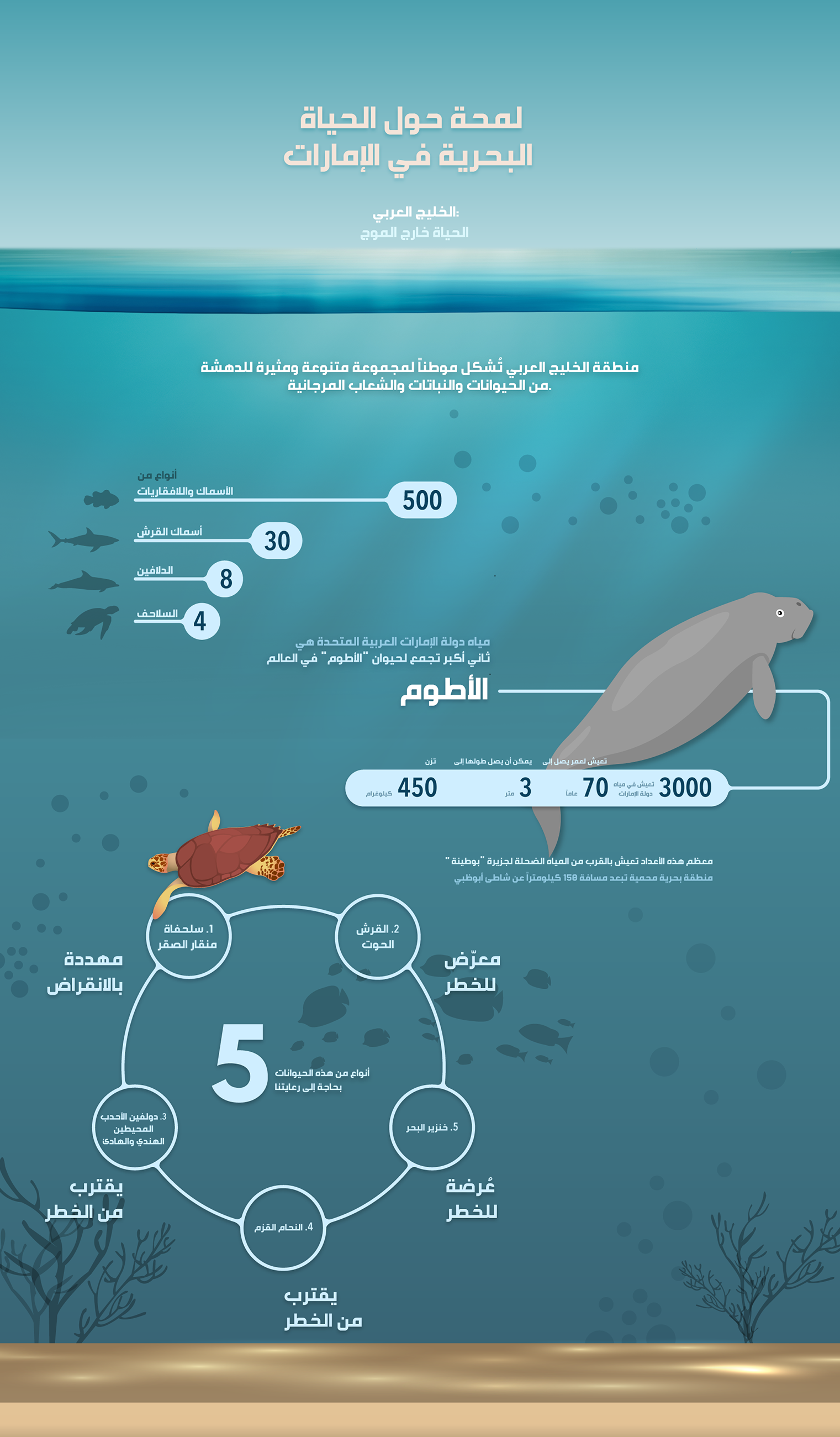 Infographic - Marine life in UAE (Arabic)