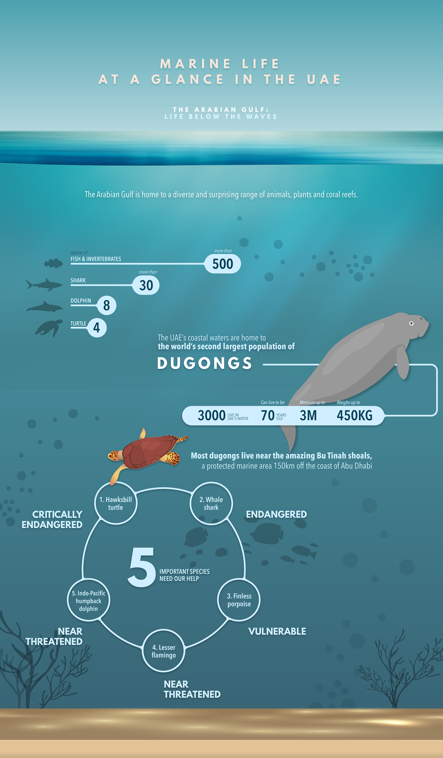 Infographic - Marine life in UAE