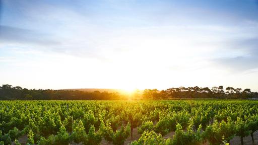 Cape Mentelle Vineyards