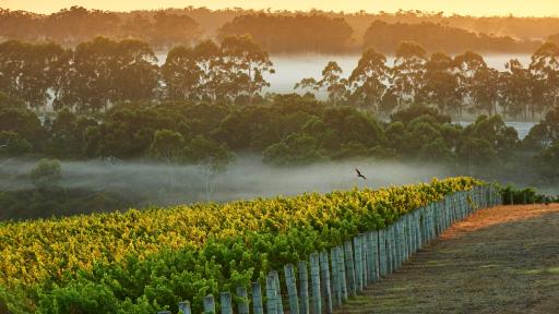 Cape Mentelle vineyards