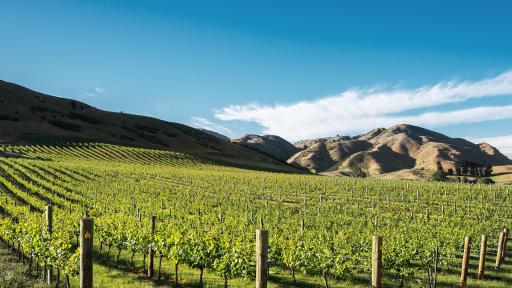 Cloudy Bay Vineyards