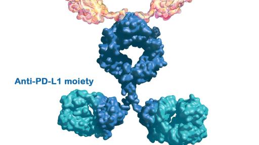Image of molecule. M7824 is an investigational bifunctional immunotherapeutic that combines a TGF-β trap (yellow) with an antibody against PD-L1 (blue) in one fusion protein. Targeting both pathways with M7824 aims to control tumor growth by potentially restoring and enhancing anti-tumor responses.