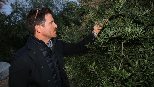 Image of Olive Oil Seamus mullen