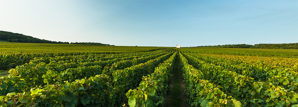 MO&Euml;T HENNESSY AT VINEXPO:  A MINDFUL FORUM ON LIVING SOILS