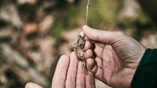 Image of The seed of an oak tree