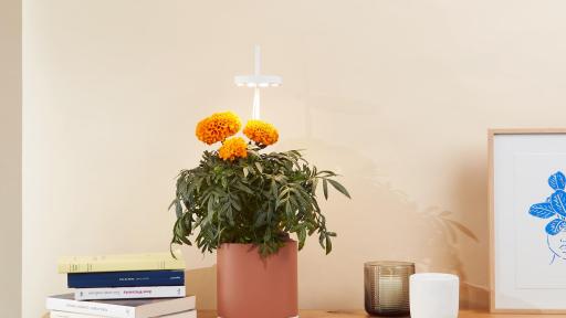 Image of Nano Garden