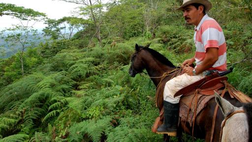 Carara National park