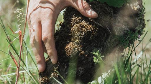 Image of Champagne Telmont - Vineyard
