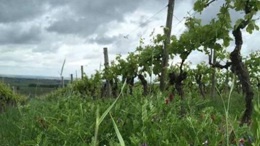 Promote regenerative Viticulte practices