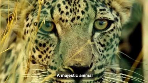 Arabian Leopard Day video