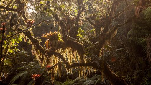 HAITI ECOSYSTEM ROBIN MOORE