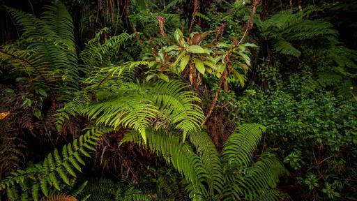 HAITI ECOSYSTEM ROBIN MOORE