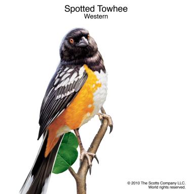 West: Spotted Towhee