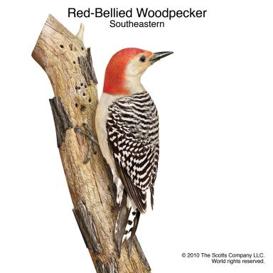 Southeast: Red-Bellied Woodpecker