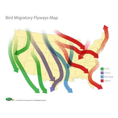 Bird Migratory Flyways Map