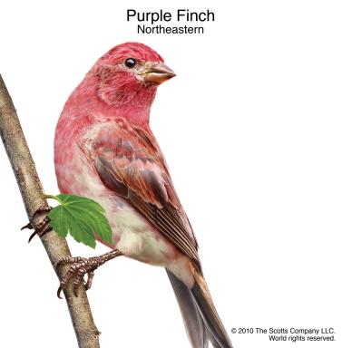 Northeast: Purple Finch