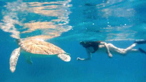 Snorkeling with Sea Turtles in St. Thomas